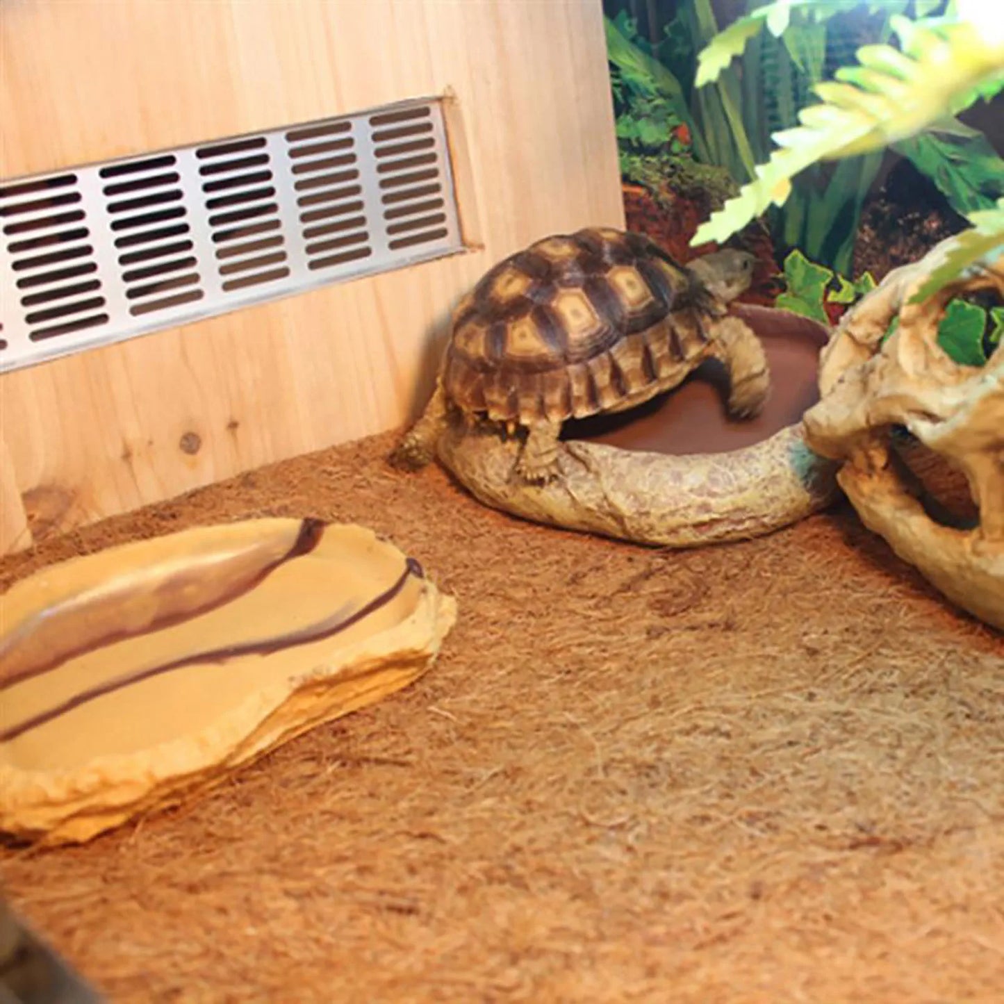 Turtles Reptile Snake Bedding
